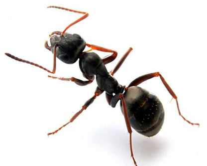 Elevage Fourmis Formica fusca 