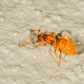 Hormigas - Lasius flavus