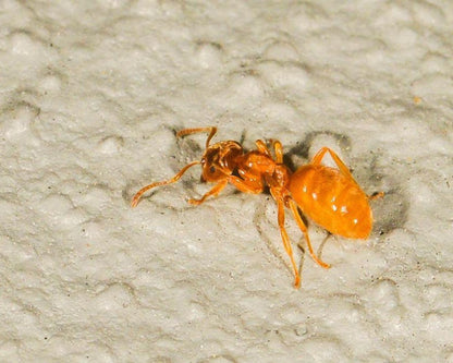 Fourmis Lasius flavius à élever
