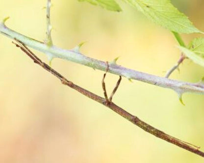 Phasme - Lonchodes Jejunus