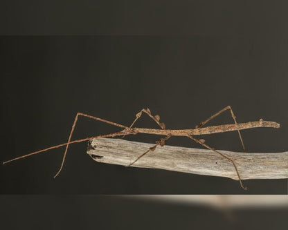 Fásmido - Medauromorpha regina