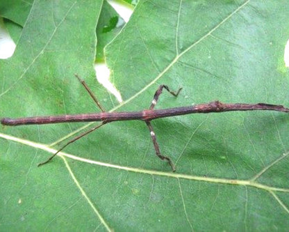 Fásmido - Mnesilochus capreolus