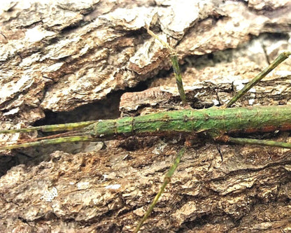 Phasmide - Neohirasea sp "Tai Po Kau" 