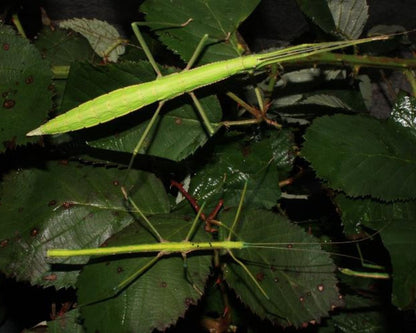 Stabheuschrecke - Paramenexenus Laetus