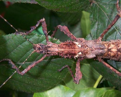 Fásmido - Parectatosoma moquerysi
