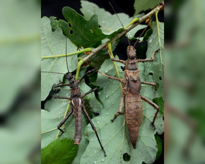 Phasme - Haaniella dehaanii