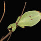 Fásmido hoja - Phyllium nisus "Bukit Daun