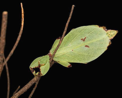Phasme Feuille - Phyllium nisus "Bukit Daun"
