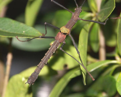 Fásmidos - Pseudophasma subapterum