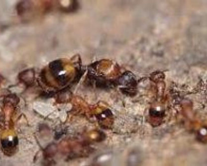 Fourmims temnothorax unifasciatus
