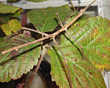 Insetto stecco - Tirachoidea jianfenglingensis