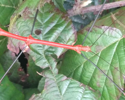 Phasme - Lonchodiodes sp "Ilocos"