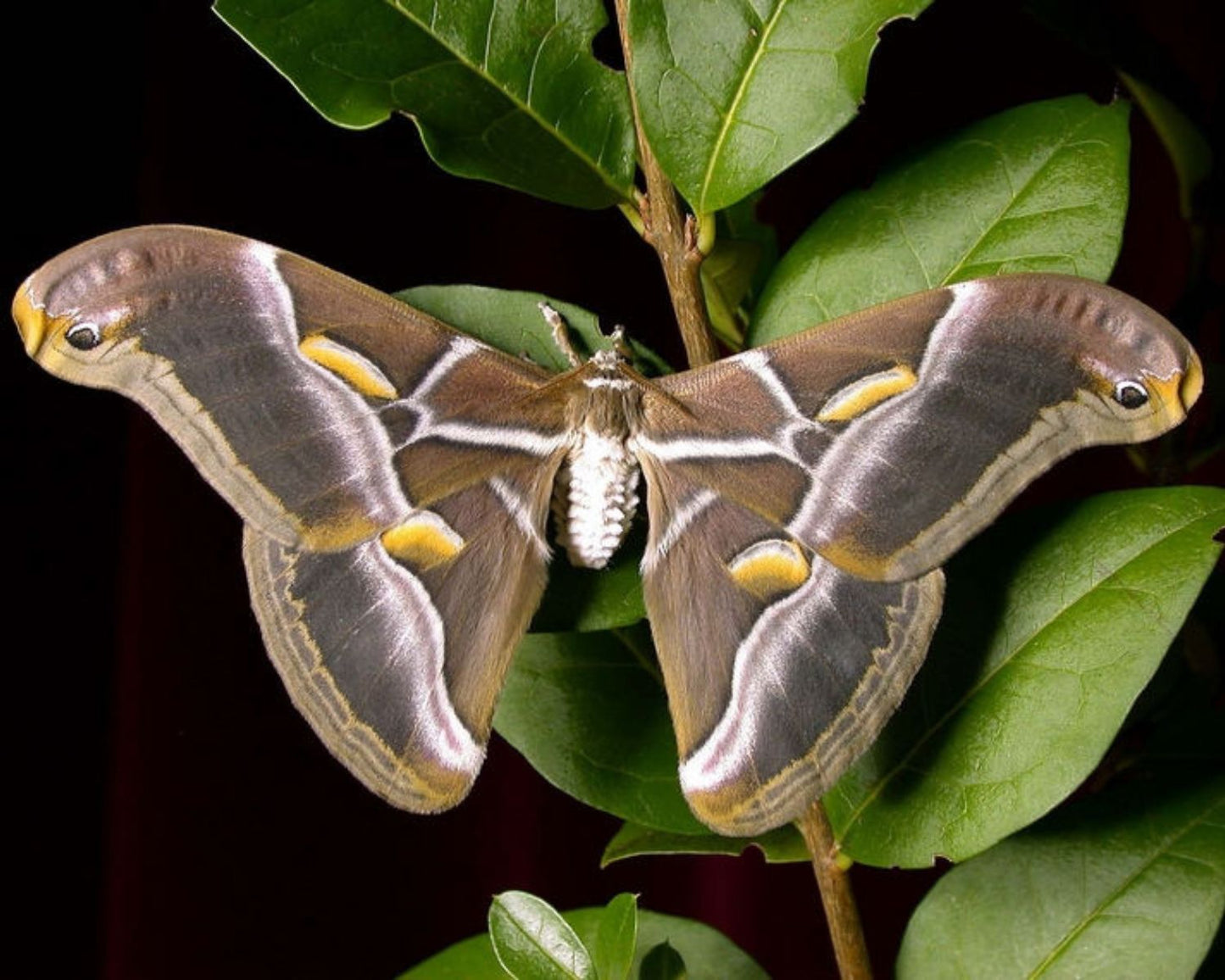 Papillon - Philosamia Ricini Bombyx eri