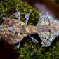 Mantis hoja - Deroplatys desiccata