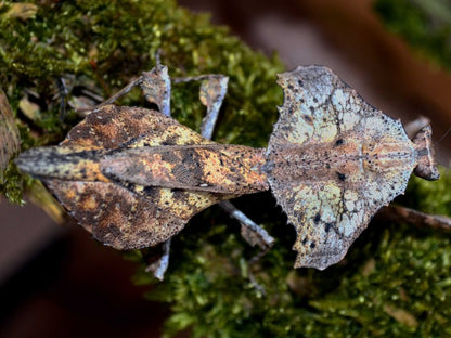 Mantis hoja - Brancsikia freyi