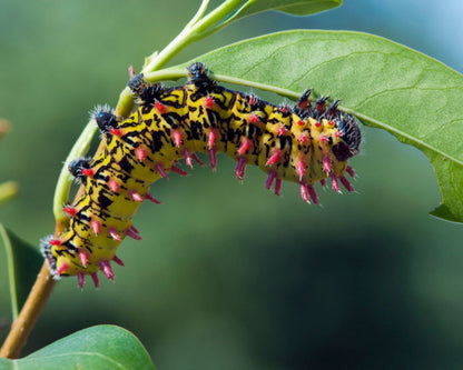 Mariposa - Antherina suraka