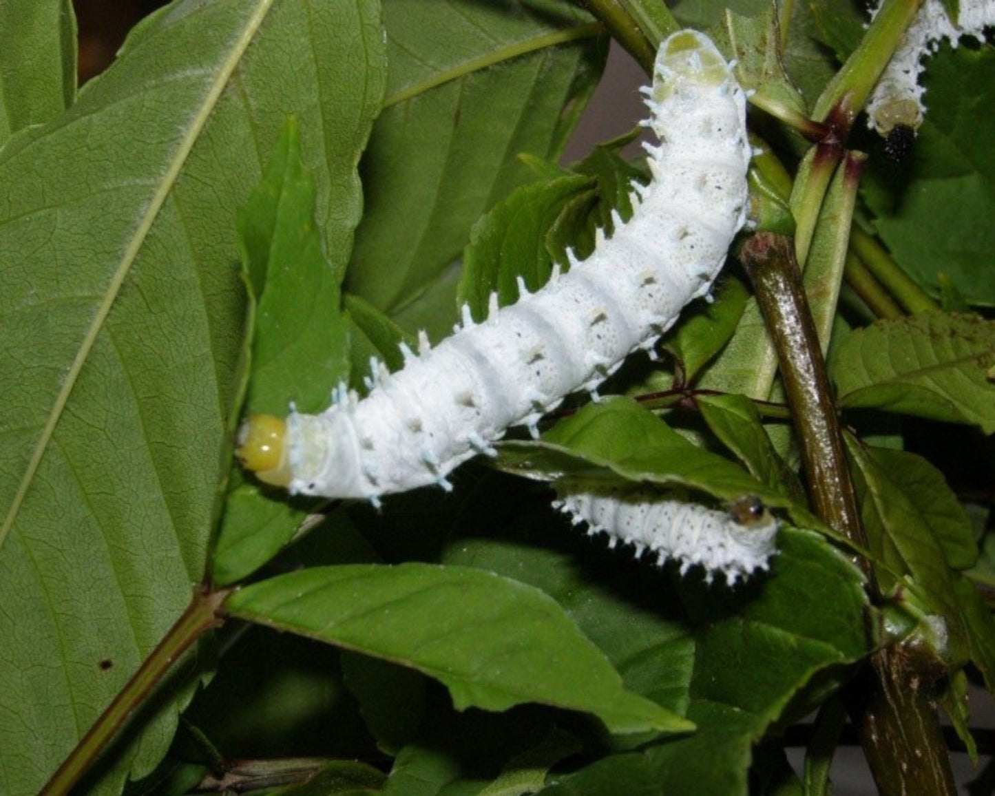 Papillon - Philosamia Ricini Bombyx eri
