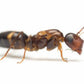 Ameisen - Colobopsis Truncata
