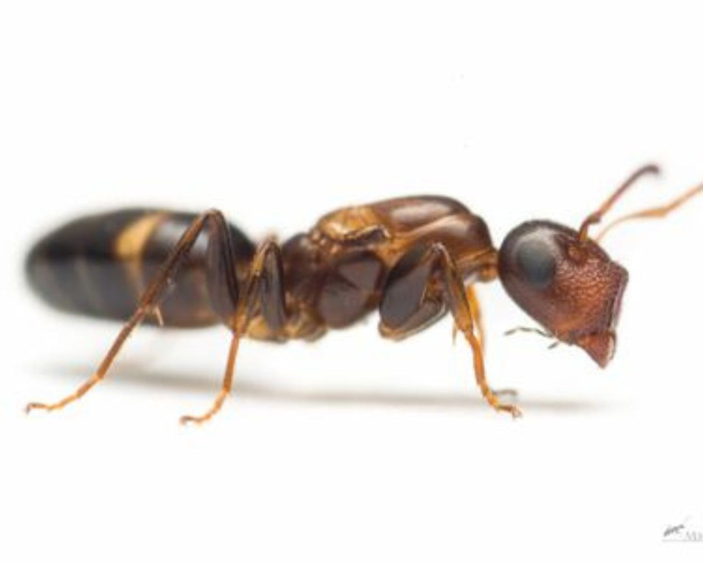 Hormigas - Colobopsis Truncata