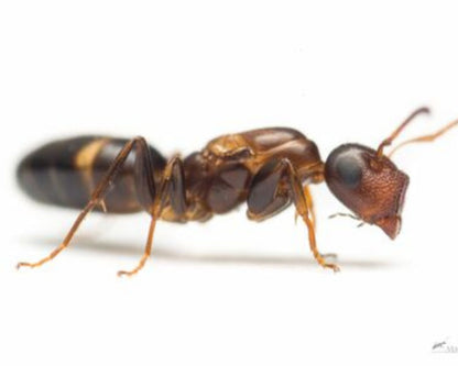 Acheter colonie de Colobopsis Truncata