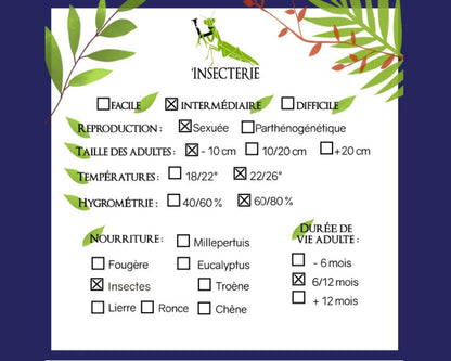 Mante feuille - Creobroter gemmatus