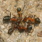 Ameisen - Formica sanguinea