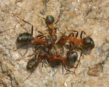 Fourmis - Formica sanguinea