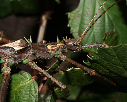 Fásmido - Haaniella echinata