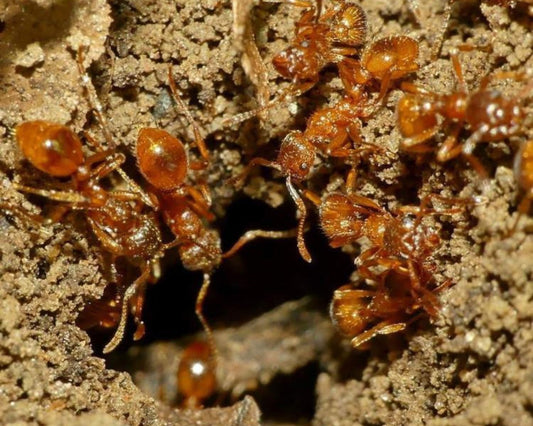 Hormigas - Myrmica rubra