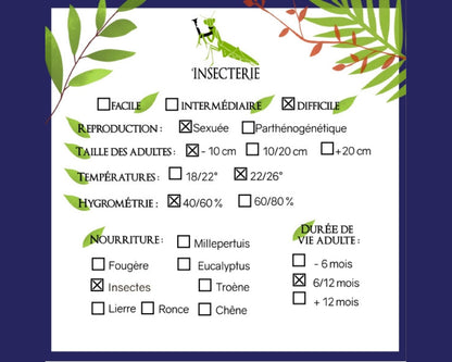 Mantide - Omomantis zebrata