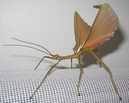 Phasme - Diapherodes gigantea
