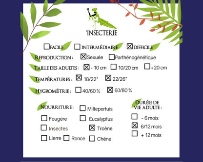 Fásmido - Creoxylus spinosus