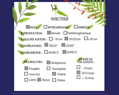 Phasme Feuille Géant - Phyllium giganteum