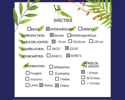 Phasme Feuille - Phyllium gantungense