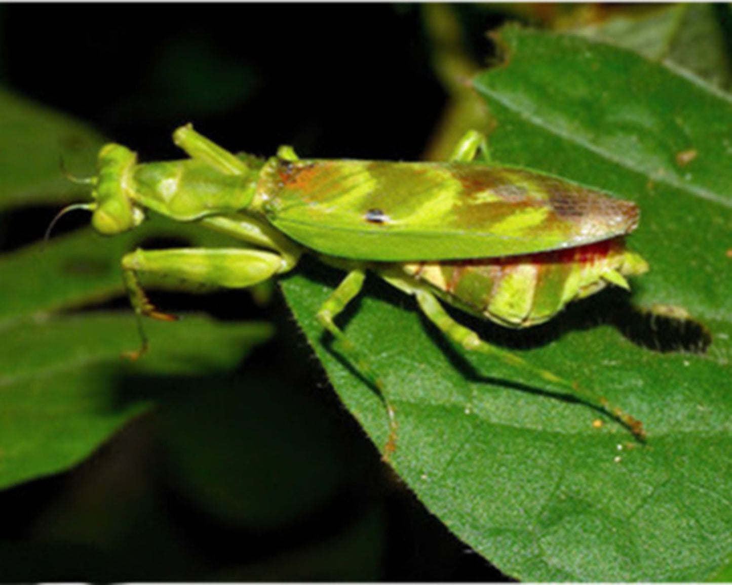 Mantis - Acontista mexicana