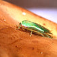 Cucarachas - Panchlora nivea