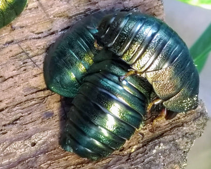 Cucarachas - Pseudoglomeris Magnifica