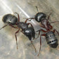Ameisen - Camponotus herculeanus