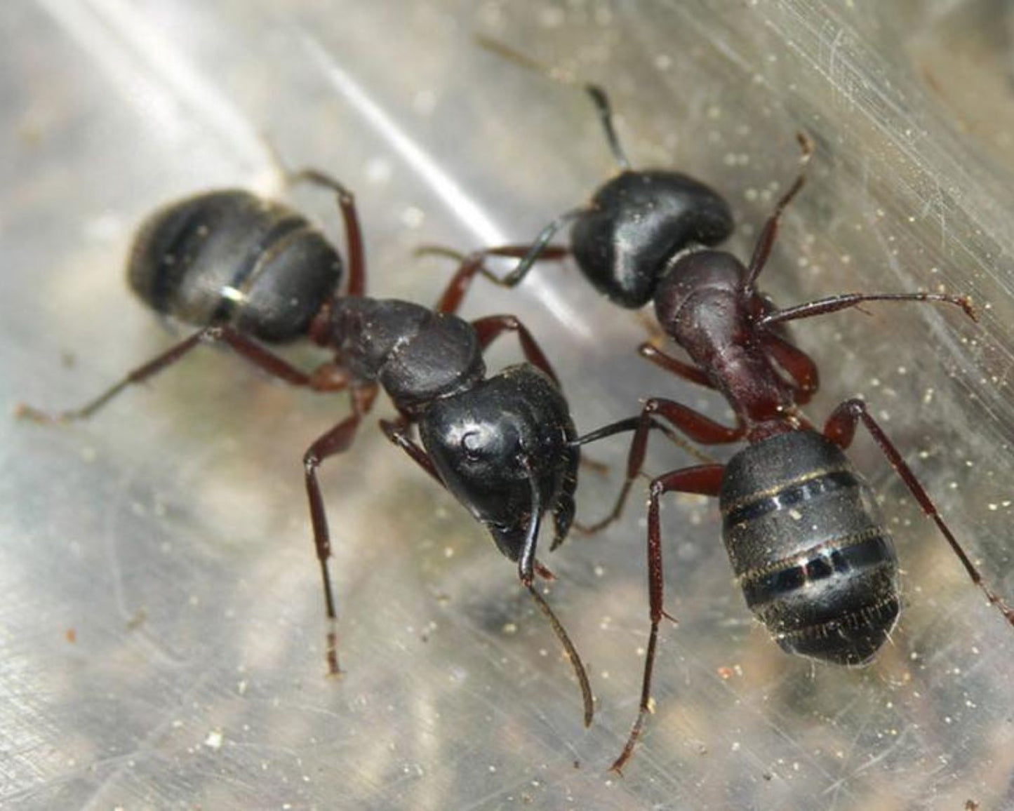 Fourmis - Camponotus herculeanus