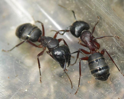 Acheter fourmis Camponotus herculeanus 