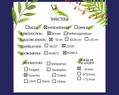 Mante - Euchomenella heteroptera