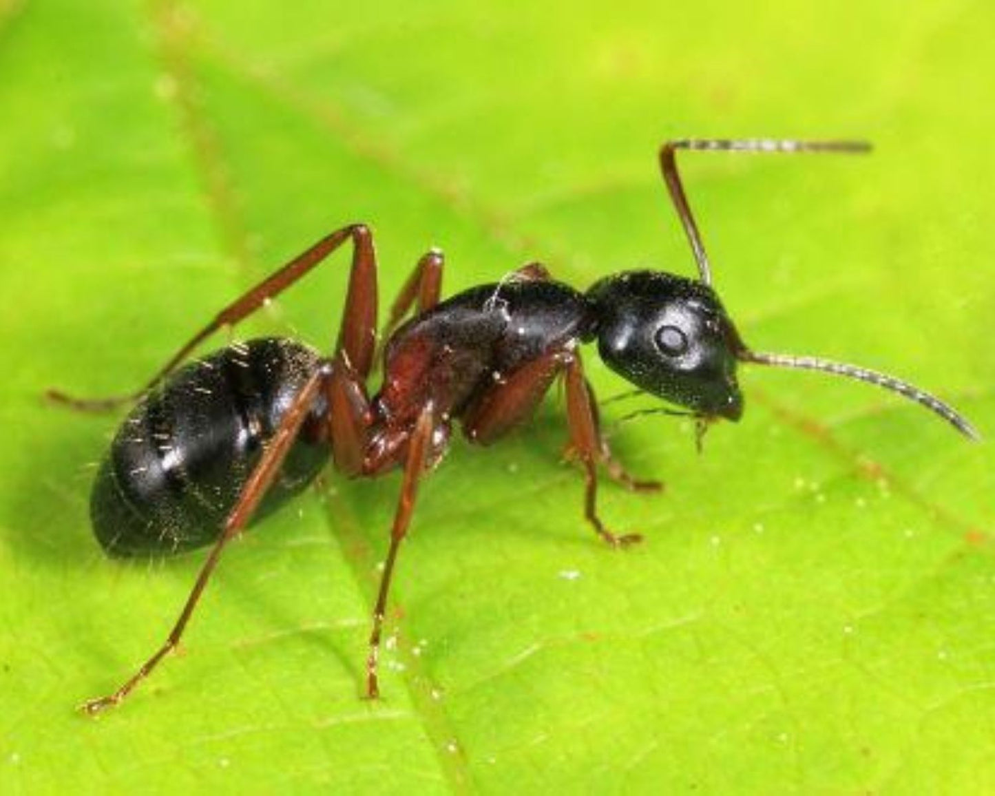 Hormigas - Camponotus herculeanus