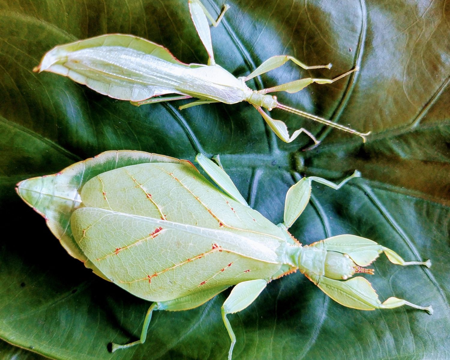 Phasme Feuille Phyllium Elegans L insecterie phasme-feuille-phyllium-elegans-l-insecterie