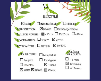 Fásmido - Andropromachus scutatus