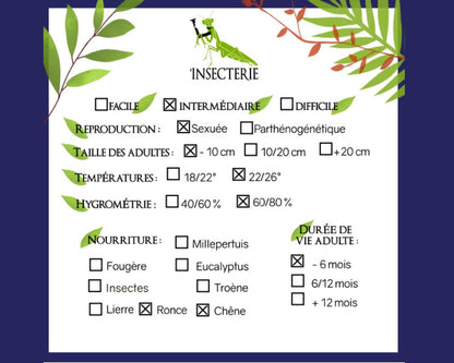 Fásmido - Trachythorax albomaculatus "Kon Chu Rang"