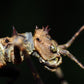 Phasme - Aretaon sp (Palawan)