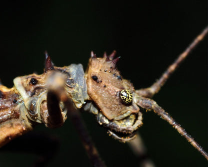Phasme - Aretaon sp (Palawan)