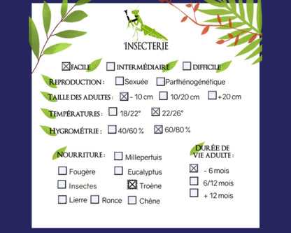 Mariposa - Antherina suraka