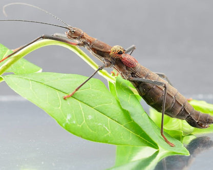 Phasme - Neophasma subapterum