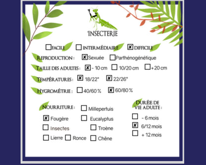 Phasme - Oreophoetes peruana